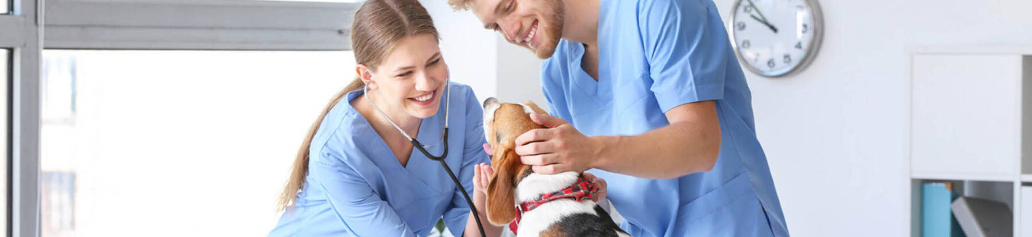 Image of two veterinary assistants examining a dog in a veterinary clinic