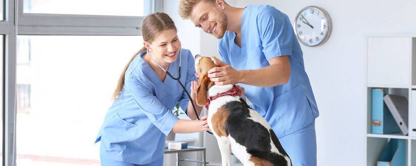 Image of a dog being examined by two veterinary assistants